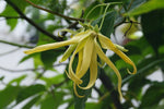 Ylang-Ylang Blossom